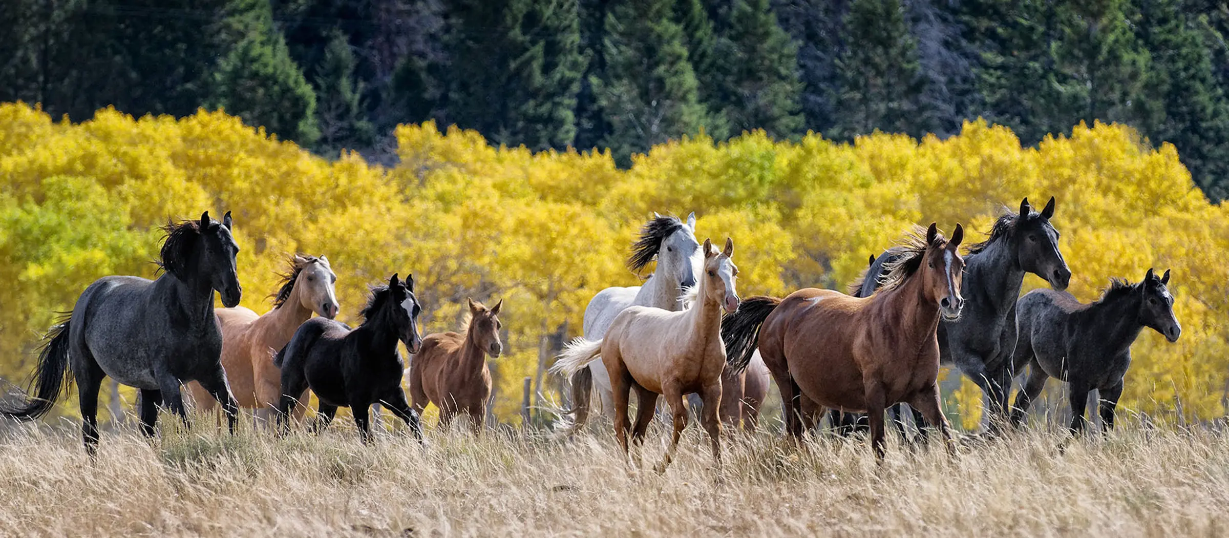 Horses running